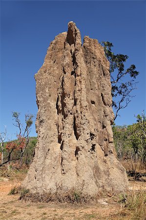 Massive cathedral termite mound, Kakadu National Park, Northern Territory, Australia Foto de stock - Super Valor sin royalties y Suscripción, Código: 400-06952308