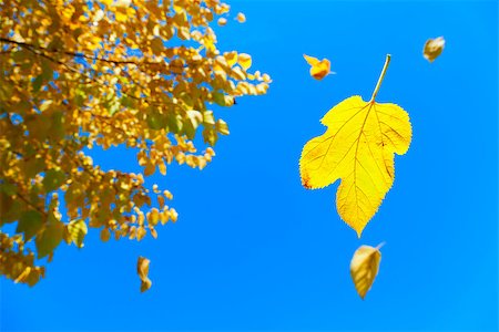 Image of yellow leaves falling off the tree with blue skies in the background Stock Photo - Budget Royalty-Free & Subscription, Code: 400-06952418