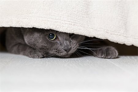 british gray cat looking from under bed, horizontal Stock Photo - Budget Royalty-Free & Subscription, Code: 400-06952439