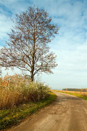 simsearch:400-07107314,k - Autumn landscape with a road and tree Fotografie stock - Microstock e Abbonamento, Codice: 400-06952507