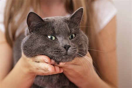 british shorthair cat in girls hands, relaxing Stock Photo - Budget Royalty-Free & Subscription, Code: 400-06953028