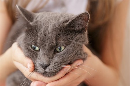 british shorthair cat in girls hands, relaxing Stock Photo - Budget Royalty-Free & Subscription, Code: 400-06953029