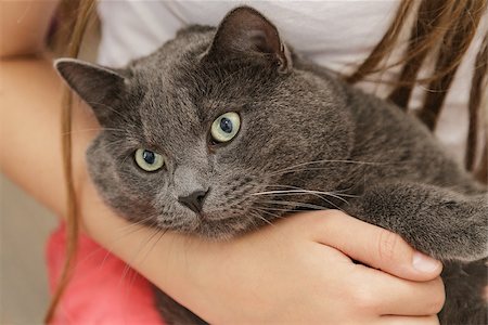 british shorthair cat in girls hands, relaxing Stock Photo - Budget Royalty-Free & Subscription, Code: 400-06953022