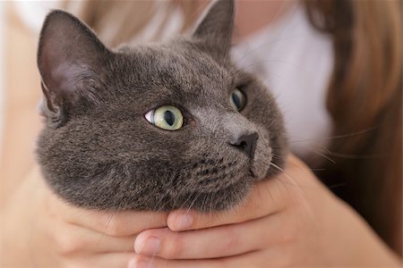 british shorthair cat in girls hands, relaxing Stock Photo - Budget Royalty-Free & Subscription, Code: 400-06953030