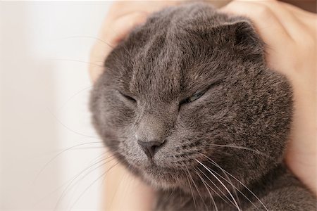 british shorthair cat in girls hands, relaxing Stock Photo - Budget Royalty-Free & Subscription, Code: 400-06953031