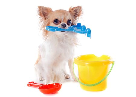 chihuahua in holidays in front of white background Foto de stock - Super Valor sin royalties y Suscripción, Código: 400-06953136