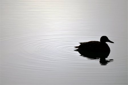 simsearch:400-05753325,k - Duck Silhouette and beautiful water ripples. Stock Photo - Budget Royalty-Free & Subscription, Code: 400-06953449