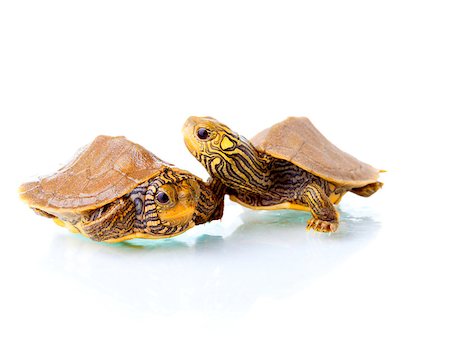 Image of two baby Common Map Turtles against white background Stock Photo - Budget Royalty-Free & Subscription, Code: 400-06953577