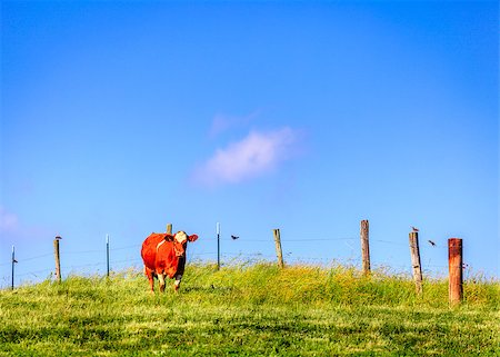 simsearch:400-07299198,k - Lone cow standing near a fence on the farm in Central Kentucky Foto de stock - Super Valor sin royalties y Suscripción, Código: 400-06953573