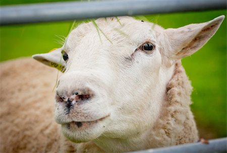 A close up photo of a sheep Foto de stock - Royalty-Free Super Valor e Assinatura, Número: 400-06953671