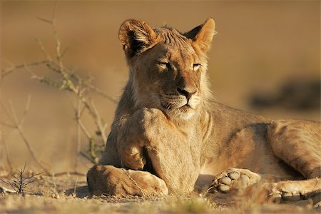 simsearch:873-07156650,k - Young African lion, (Panthera leo), Kalahari desert, South Africa Foto de stock - Super Valor sin royalties y Suscripción, Código: 400-06953708