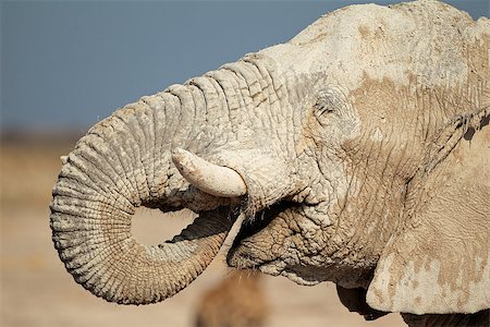 simsearch:400-07216532,k - African elephant (Loxodonta africana) covered in mud, Etosha National Park, Namibia Foto de stock - Super Valor sin royalties y Suscripción, Código: 400-06953701