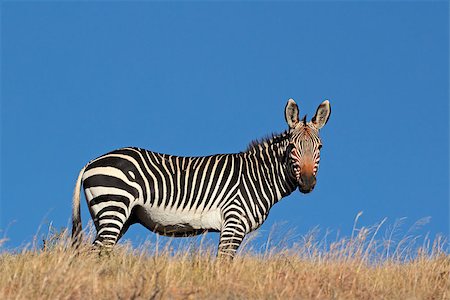 Cape Mountain Zebra (Equus zebra), against a blue sky, South Africa Foto de stock - Super Valor sin royalties y Suscripción, Código: 400-06953702