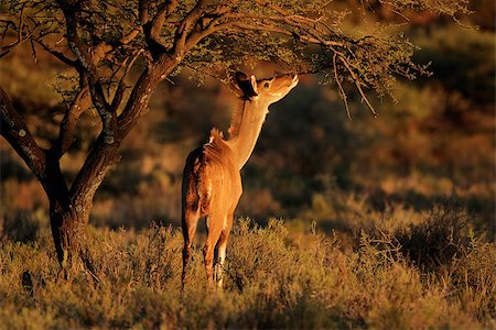 Feeding kudu antelope (Tragelaphus strepsiceros), South Africa Foto de stock - Super Valor sin royalties y Suscripción, Código: 400-06953703