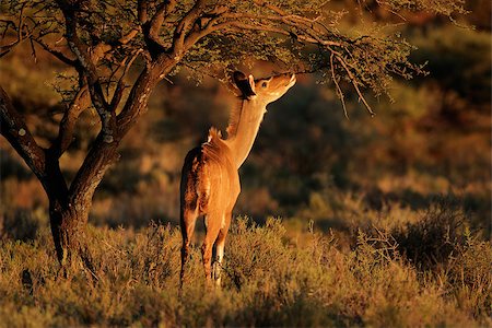 Feeding kudu antelope (Tragelaphus strepsiceros), South Africa Photographie de stock - Aubaine LD & Abonnement, Code: 400-06953703