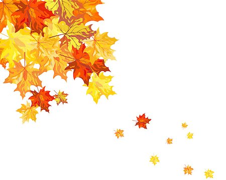 Autumn maple leaves background. Vector illustration without transparency EPS10. Stock Photo - Budget Royalty-Free & Subscription, Code: 400-07034554