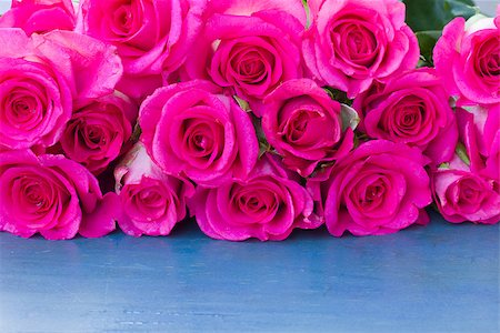 simsearch:622-02355003,k - fresh pink roses row on blue  wooden table Stock Photo - Budget Royalty-Free & Subscription, Code: 400-07035718