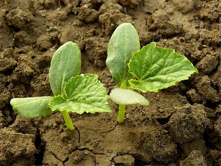 simsearch:400-07302217,k - cucumber seedlings growing on the bed Stock Photo - Budget Royalty-Free & Subscription, Code: 400-07035839