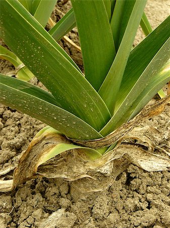 simsearch:400-07302217,k - green leek growing on bed Stock Photo - Budget Royalty-Free & Subscription, Code: 400-07035845