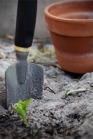 simsearch:400-05303494,k - Seedling being grown, focus on the metal spade with a terracotta pot. Fotografie stock - Microstock e Abbonamento, Codice: 400-07035979