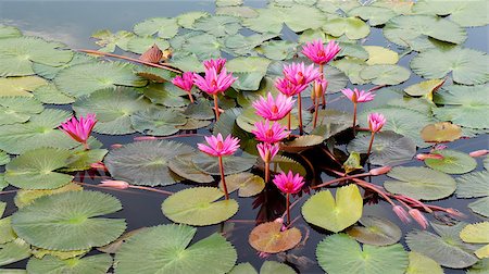 simsearch:400-04017981,k - colorful lotus flower on the lake Photographie de stock - Aubaine LD & Abonnement, Code: 400-07035984