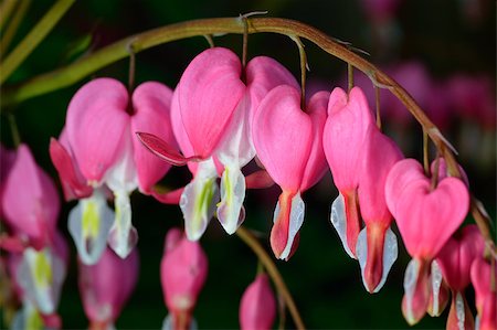 Pink flower. Lamprocapnos spectabilis (formerly Dicentra spectabilis) - Bleeding Heart in spring garden. Stockbilder - Microstock & Abonnement, Bildnummer: 400-07036016