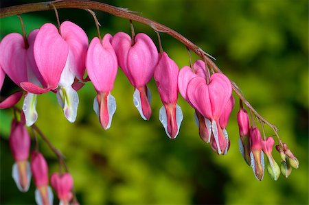 Pink flower. Lamprocapnos spectabilis (formerly Dicentra spectabilis) - Bleeding Heart in spring garden. Stockbilder - Microstock & Abonnement, Bildnummer: 400-07036017