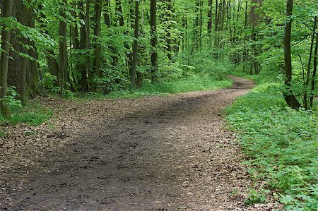 Forest path. Cloudy day, spring. Poland, Europe. Stockbilder - Microstock & Abonnement, Bildnummer: 400-07036018