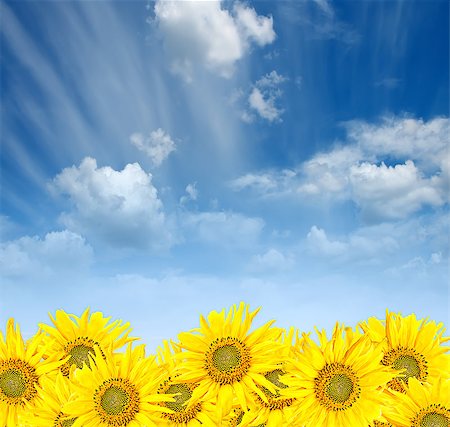 simsearch:400-07036242,k - yellow sunflowers over blue cloudy sky background in summer Photographie de stock - Aubaine LD & Abonnement, Code: 400-07036242
