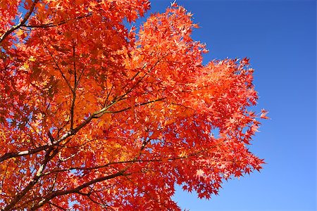 simsearch:400-07419172,k - Fall foliage at  in Nagoya, Japan. Foto de stock - Royalty-Free Super Valor e Assinatura, Número: 400-07036327