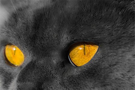 simsearch:400-04399380,k - Cat eyes of British Shorthair cat. Stockbilder - Microstock & Abonnement, Bildnummer: 400-07036500