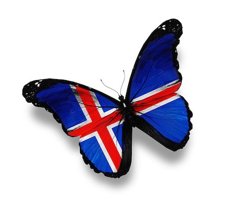 Icelandic flag butterfly, isolated on white Stock Photo - Budget Royalty-Free & Subscription, Code: 400-07036732