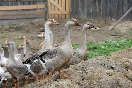 domestic geese walking in the barnyard farm Foto de stock - Super Valor sin royalties y Suscripción, Código: 400-07036874