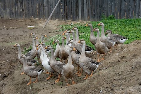 domestic geese walking in the barnyard farm Foto de stock - Super Valor sin royalties y Suscripción, Código: 400-07036872