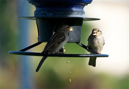 semilla (para pájaro) - Two small birds eating seeds at a feeder Foto de stock - Super Valor sin royalties y Suscripción, Código: 400-07037352