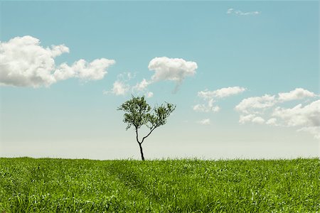photo of lone tree in the plain - Lonely tree in a grassy meadow on a beautiful summer day Stock Photo - Budget Royalty-Free & Subscription, Code: 400-07037456