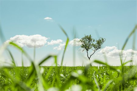 photo of lone tree in the plain - Lonely tree in a grassy meadow seen through the grass Stock Photo - Budget Royalty-Free & Subscription, Code: 400-07037457