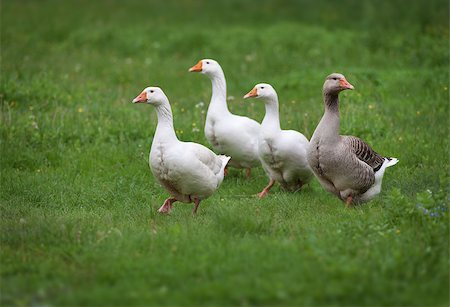 simsearch:659-06495567,k - Domestic geese on a walk through the meadow Stock Photo - Budget Royalty-Free & Subscription, Code: 400-07038475