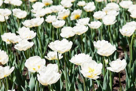 simsearch:400-08400581,k - Villa Taranto - Italy. Famous Italian garden with a dedicated area for tulips cultivation. Casablanca tulip. Photographie de stock - Aubaine LD & Abonnement, Code: 400-07038592