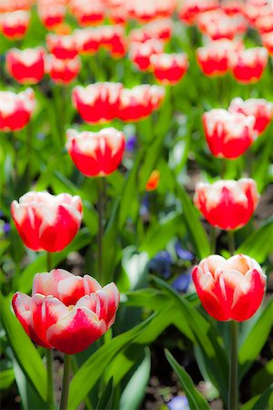 simsearch:400-08400581,k - Villa Taranto - Italy. Famous Italian garden with a dedicated area for tulips cultivation. Photographie de stock - Aubaine LD & Abonnement, Code: 400-07038593
