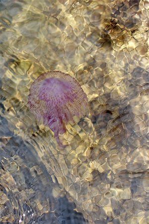 Jellyfish in deep sea water. Provence. France Stock Photo - Budget Royalty-Free & Subscription, Code: 400-07038690