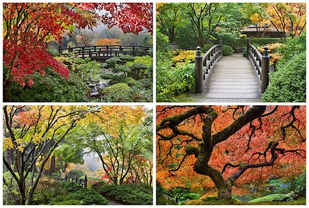 simsearch:400-07209254,k - Japanese Garden in the Fall Season with Maple Trees and Wooden Foot Bridge over Creek Collage Stock Photo - Budget Royalty-Free & Subscription, Code: 400-07038745