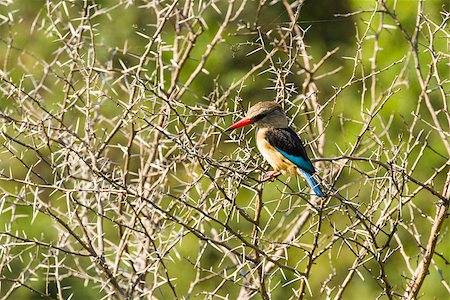 Kingfisher bird sitting in a tree during day time Photographie de stock - Aubaine LD & Abonnement, Code: 400-07038916