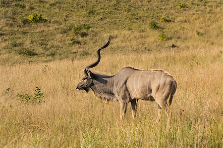 Big Kudu bull walking through down hill grass land Foto de stock - Super Valor sin royalties y Suscripción, Código: 400-07038917