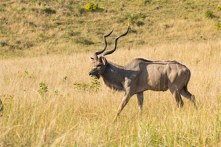 Big Kudu bull walking through down hill grass land Photographie de stock - Aubaine LD & Abonnement, Code: 400-07038918