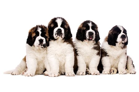 san bernardo - Four St Bernard ouppies together isolated on a white background Foto de stock - Super Valor sin royalties y Suscripción, Código: 400-07039168