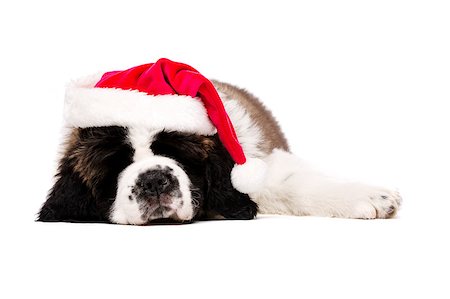 dog christmas background - St Bernard puppy asleep wearing a Christmas Santa hat isolated on a white background Stock Photo - Budget Royalty-Free & Subscription, Code: 400-07039182