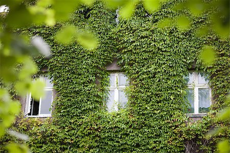 picture of house with high grass - three windows in leaves on the wall Stock Photo - Budget Royalty-Free & Subscription, Code: 400-07039229