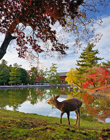 Deer at Todai-ji Temple grounds in Nara, Japan. Stock Photo - Budget Royalty-Free & Subscription, Code: 400-07039335