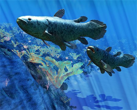 simsearch:400-07578285,k - The Coelacanth fish was believed to be extinct but were discovered in 1938 to still be living. Fotografie stock - Microstock e Abbonamento, Codice: 400-07039389